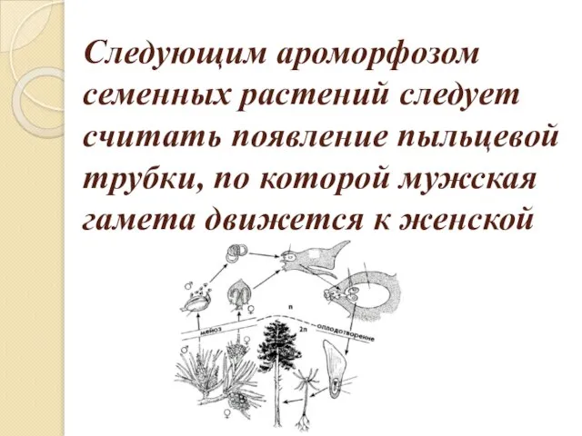 Следующим ароморфозом семенных растений следует считать появление пыльцевой трубки, по которой мужская гамета движется к женской