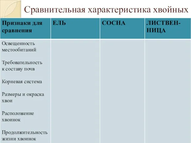 Сравнительная характеристика хвойных