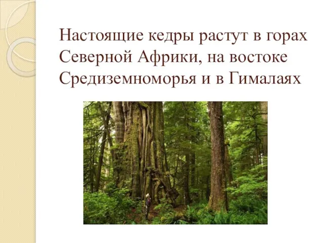 Настоящие кедры растут в горах Северной Африки, на востоке Средиземноморья и в Гималаях