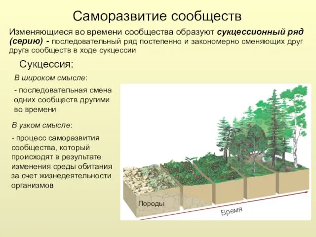 Саморазвитие сообществ Сукцессия: В широком смысле: - последовательная смена одних сообществ