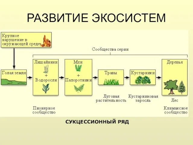 РАЗВИТИЕ ЭКОСИСТЕМ СУКЦЕССИОННЫЙ РЯД