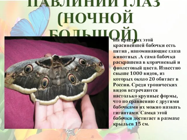 ПАВЛИНИЙ ГЛАЗ (НОЧНОЙ БОЛЬШОЙ) На крыльях этой красивейшей бабочки есть пятна