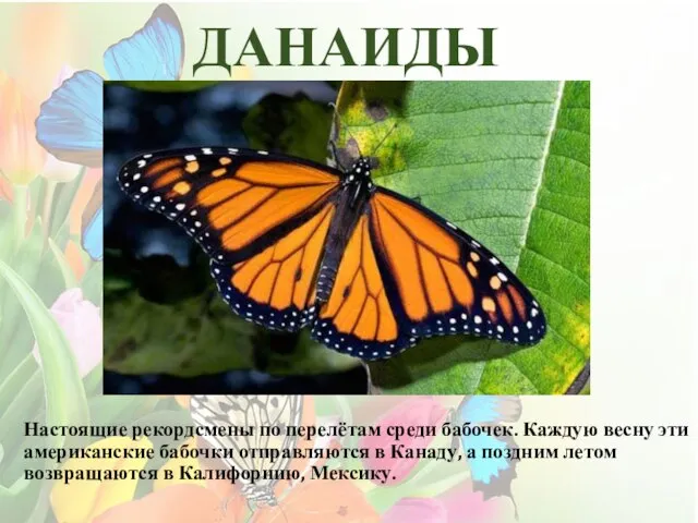 ДАНАИДЫ Настоящие рекордсмены по перелётам среди бабочек. Каждую весну эти американские