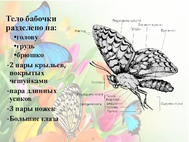 Строение бабочки Тело бабочки разделено на: голову грудь брюшко 2 пары