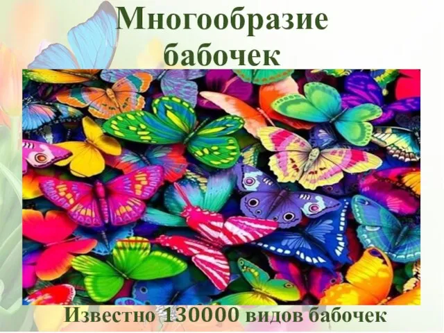 Многообразие бабочек Известно 130000 видов бабочек