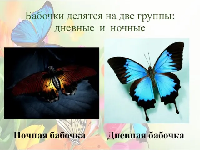 Бабочки делятся на две группы: дневные и ночные Ночная бабочка Дневная бабочка