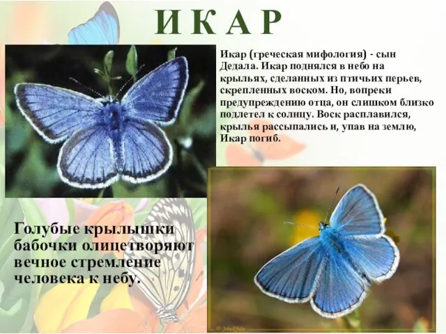 И К А Р Голубые крылышки бабочки олицетворяют вечное стремление человека