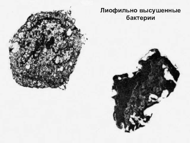 Лиофильно высушенные бактерии