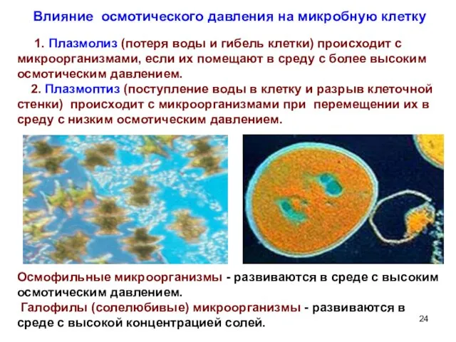 Влияние осмотического давления на микробную клетку 1. Плазмолиз (потеря воды и