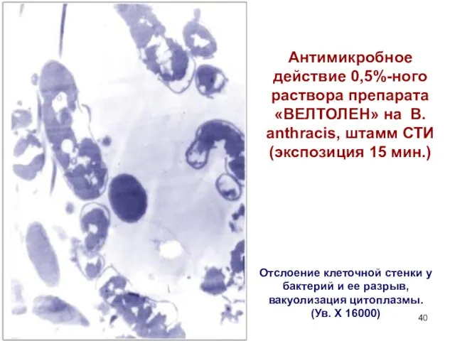 Антимикробное действие 0,5%-ного раствора препарата «ВЕЛТОЛЕН» на B.аnthracis, штамм СТИ (экспозиция