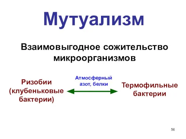 Мутуализм Взаимовыгодное сожительство микроорганизмов Ризобии (клубеньковые бактерии) Термофильные бактерии Атмосферный азот, белки