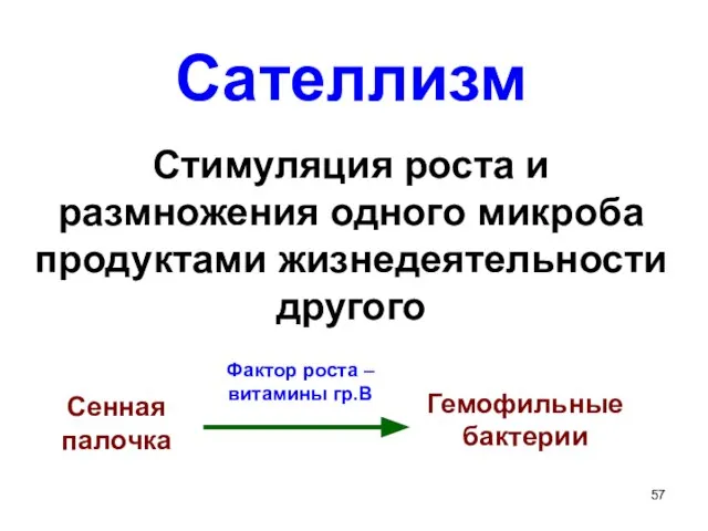 Сателлизм Стимуляция роста и размножения одного микроба продуктами жизнедеятельности другого Сенная