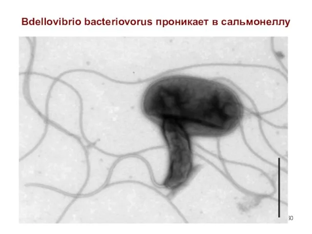 Bdellovibrio bacteriovorus проникает в сальмонеллу