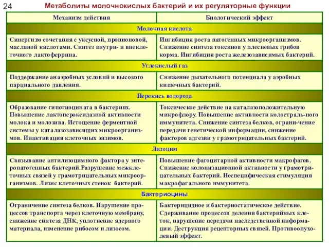 Метаболиты молочнокислых бактерий и их регуляторные функции 24