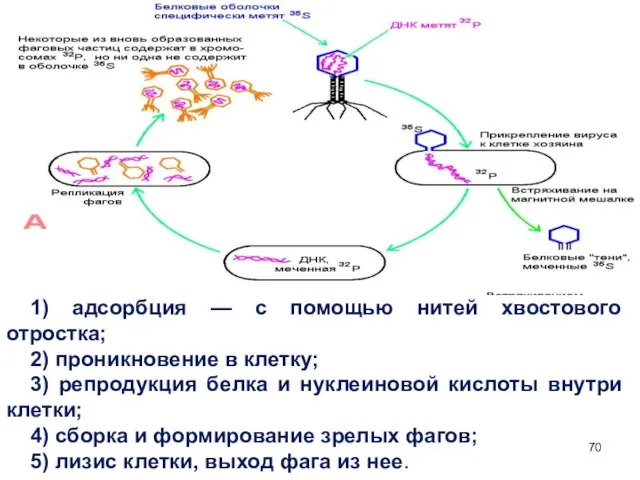 1) адсорбция — с помощью нитей хвостового отростка; 2) проникновение в