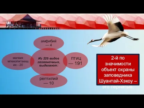 2-й по значимости объект охраны заповедника Шуантай-Хэкоу – это пернатые.