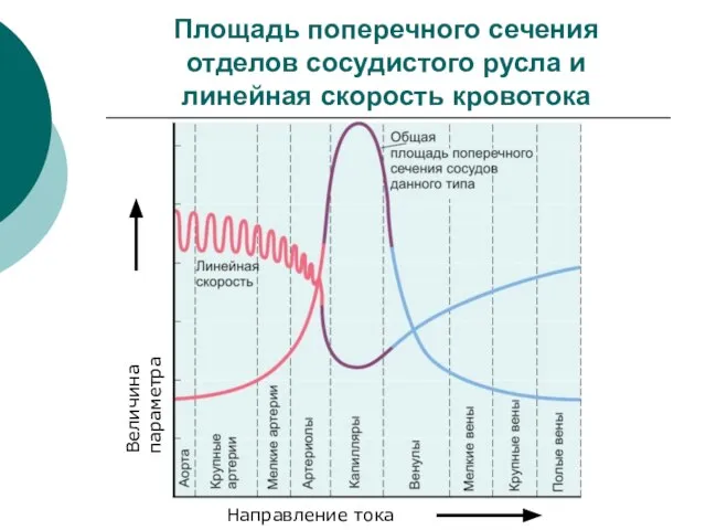 Площадь поперечного сечения отделов сосудистого русла и линейная скорость кровотока Величина параметра Направление тока крови