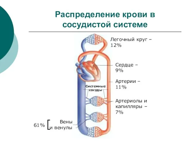 Распределение крови в сосудистой системе Легочный круг – 12% Сердце –