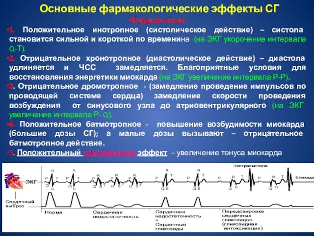 Основные фармакологические эффекты СГ Кардиальные 1. Положительное инотропное (систолическое действие) –