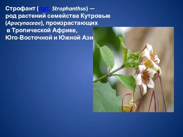 Строфант (лат. Strophanthus) — род растений семейства Кутровые (Apocynaceae), произрастающих в