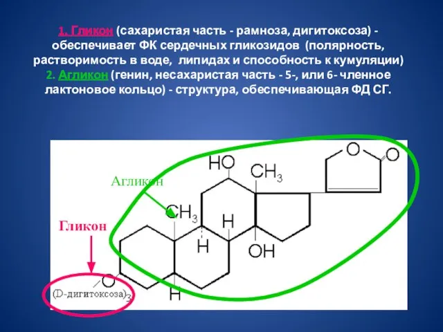 1. Гликон (сахаристая часть - рамноза, дигитоксоза) - обеспечивает ФК сердечных