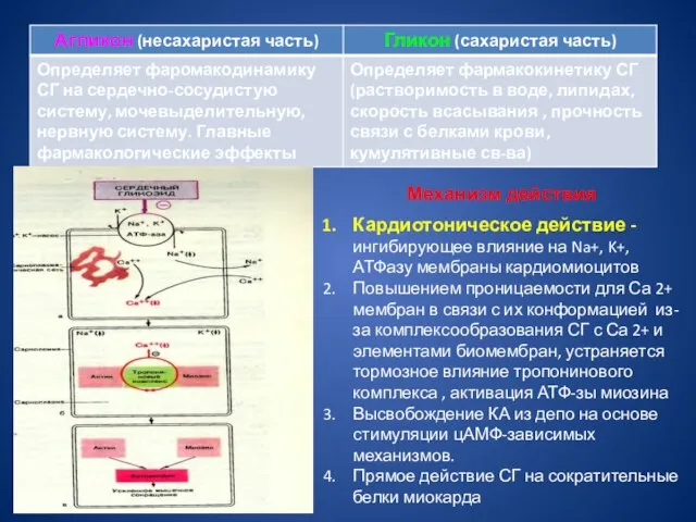 Механизм действия Кардиотоническое действие -ингибирующее влияние на Na+, K+, АТФазу мембраны