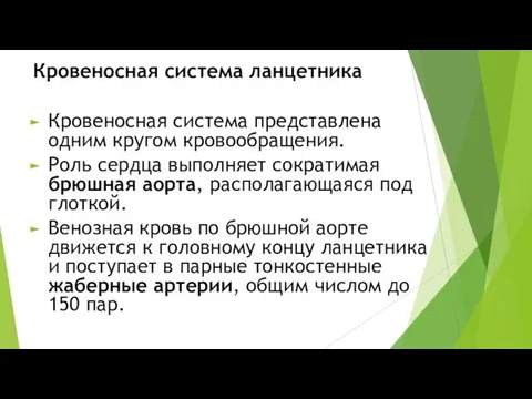 Кровеносная система ланцетника Кровеносная система представлена одним кругом кровообращения. Роль сердца