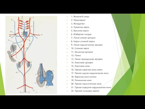 1. Венозный синус 2. Предсердие 3. Желудочек 4. Луковица аорты 5.