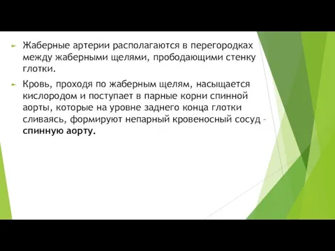 Жаберные артерии располагаются в перегородках между жаберными щелями, прободающими стенку глотки.