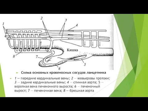 Схема основных кровеносных сосудов ланцетника 1 — передние кардинальные вены; 2