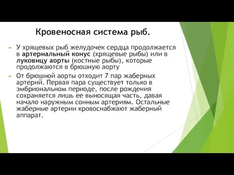 Кровеносная система рыб. У хрящевых рыб желудочек сердца продолжается в артериальный