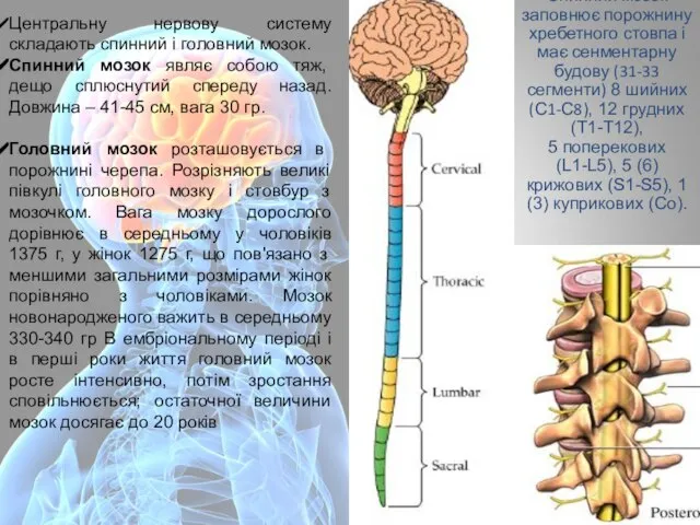 Спинний мозок заповнює порожнину хребетного стовпа і має сенментарну будову (31-33