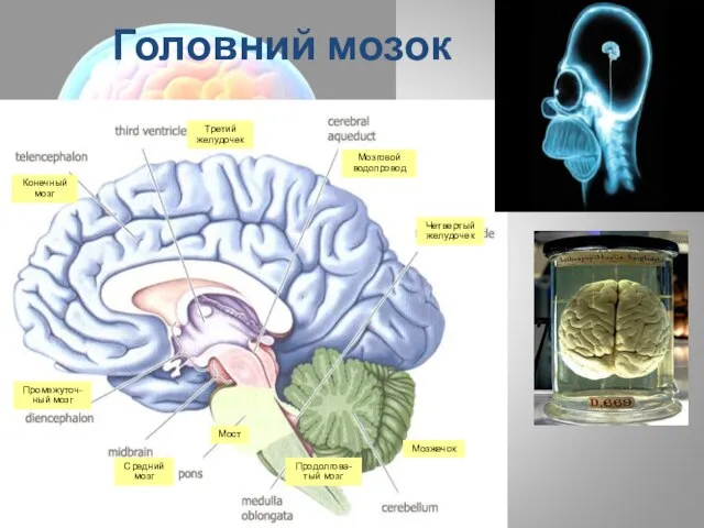 Головний мозок Конечный мозг Третий желудочек Мозговой водопровод Четвертый желудочек Мозжечок