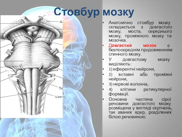 Стовбур мозку Анатомічно стовбур мозку складається з довгастого мозку, моста, середнього
