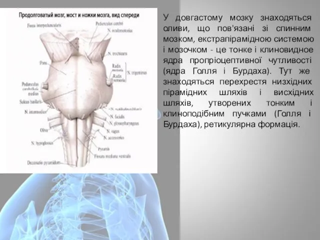 У довгастому мозку знаходяться оливи, що пов'язані зі спинним мозком, екстрапірамідною