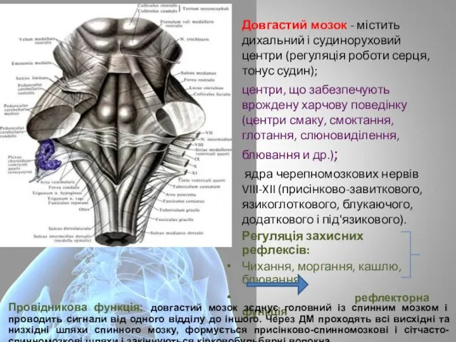 Довгастий мозок - містить дихальний і судиноруховий центри (регуляція роботи серця,