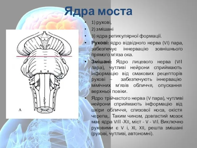 Ядра моста 1) рухові, 2) змішані 3) ядра ретикулярної формації. Рухові: