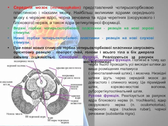 Середній мозок (mesencephalon) представлений чотирьохгорбковою пластинкою і ніжками мозку. Найбільш великими