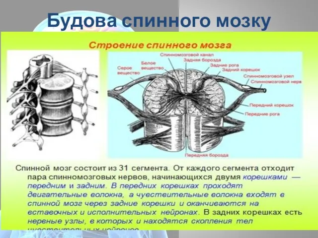 Будова спинного мозку