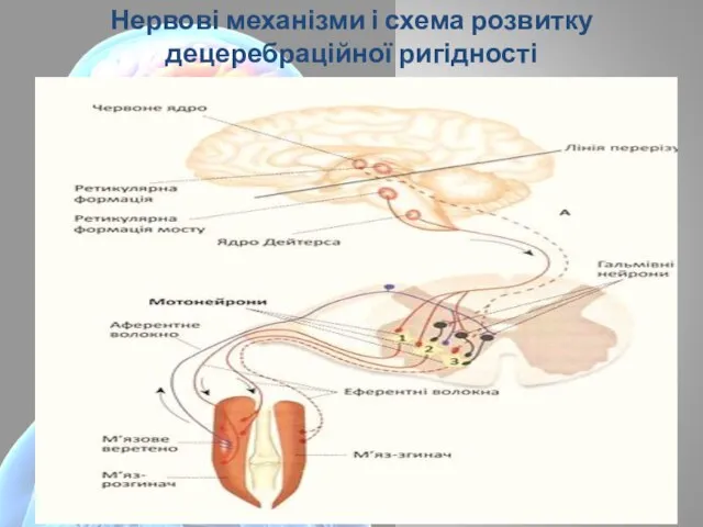 Нервові механізми і схема розвитку децеребраційної ригідності