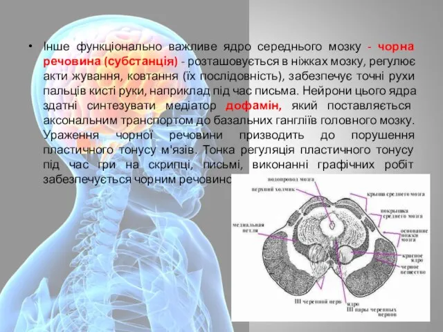 Інше функціонально важливе ядро середнього мозку - чорна речовина (субстанція) -