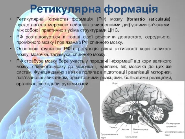 Ретикулярна формація Ретикулярна (сітчаста) формація (РФ) мозку (formatio reticulauis) представлена ​​мережею