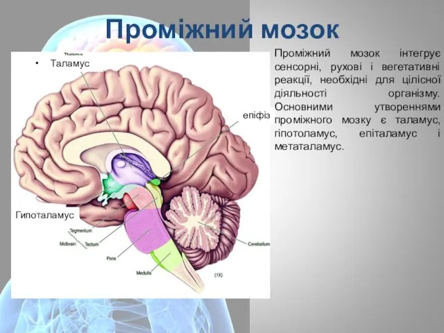 Проміжний мозок Таламус епіфіз Гипоталамус Проміжний мозок інтегрує сенсорні, рухові і