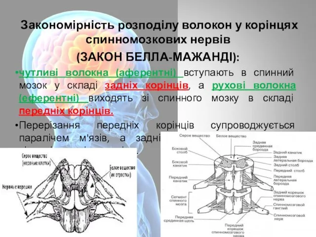 Закономірність розподілу волокон у корінцях спинномозкових нервів (ЗАКОН БЕЛЛА-МАЖАНДІ): чутливі волокна