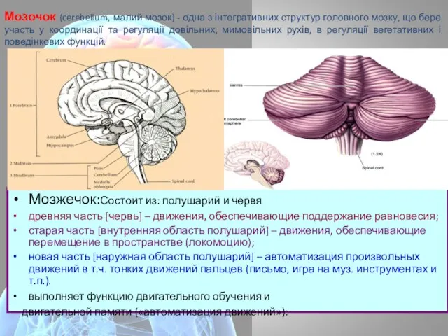 Мозочок (cerebellum, малий мозок) - одна з інтегративних структур головного мозку,