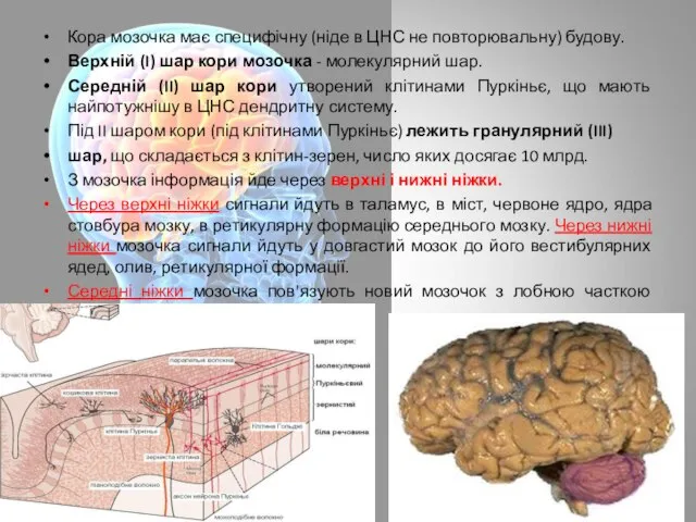 Кора мозочка має специфічну (ніде в ЦНС не повторювальну) будову. Верхній