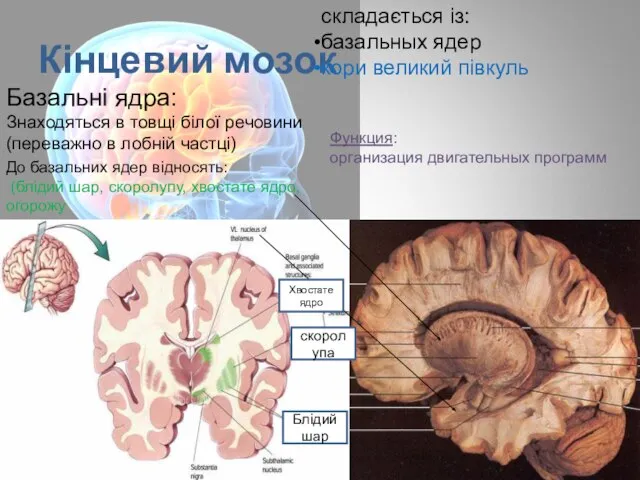Кінцевий мозок складається із: базальных ядер кори великий півкуль Базальні ядра: