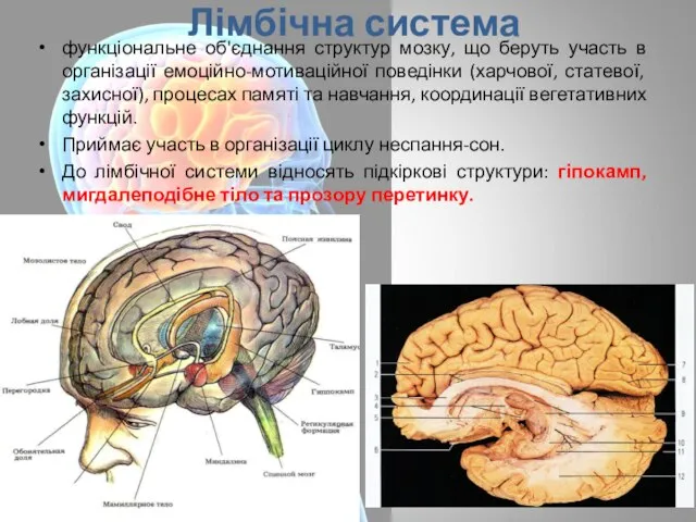 Лімбічна система функціональне об'єднання структур мозку, що беруть участь в організації