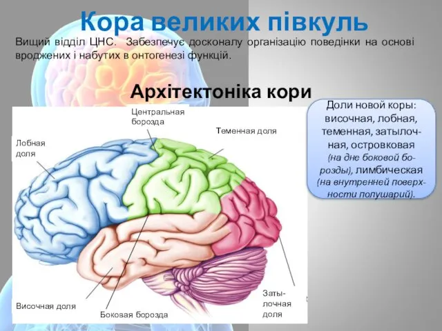 Кора великих півкуль Архітектоніка кори Вищий відділ ЦНС. Забезпечує досконалу організацію