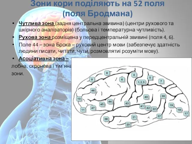 Зони кори поділяють на 52 поля (поля Бродмана) Чутлива зона (задня